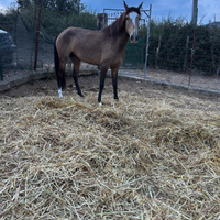 Puledra Lusiana di 4 anni