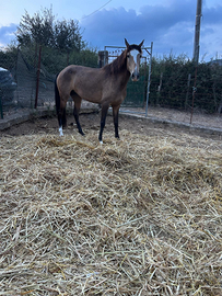 Puledra Lusiana di 4 anni