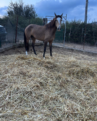 Puledra Lusiana di 4 anni