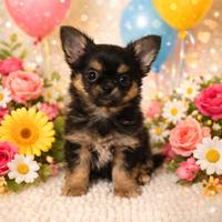 Chihuahua cucciolo Dolcetto