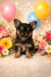 Chihuahua cucciolo Dolcetto
