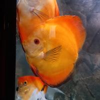 3 discus yellow golden e 2 red melon