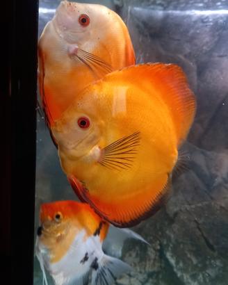 3 discus yellow golden e 2 red melon