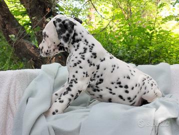 Cucciolo maschio di Dalmata bianco e nero