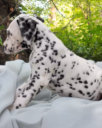 Cucciolo maschio di Dalmata bianco e nero