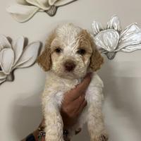 Cuccioli Lagotto romagnolo