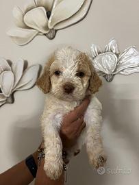 Cuccioli Lagotto romagnolo