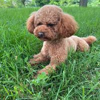 Disponibile per monta - Barboncino Toy