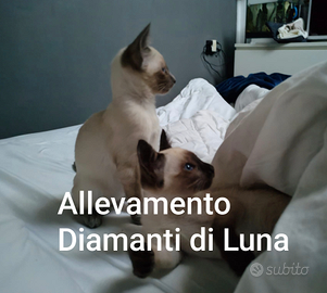 Cuccioli Old Style Siamese - Thai con Pedigree