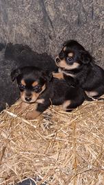 Cuccioli taglia piccola