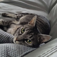 Gatto vorrebbe nuova famiglia con giardino