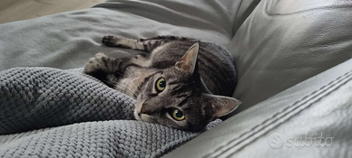 Gatto vorrebbe nuova famiglia con giardino