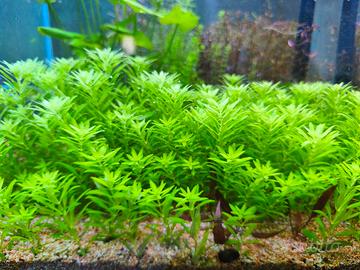 piante per acquario 