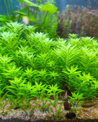 piante per acquario 