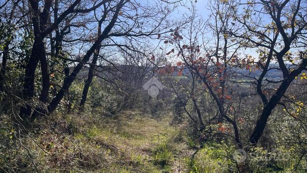 TER. AGRICOLO A TREVIGNANO ROMANO