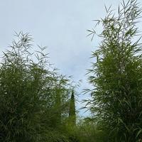 Terreno con piantagione di Bambù