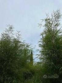 Terreno con piantagione di Bambù