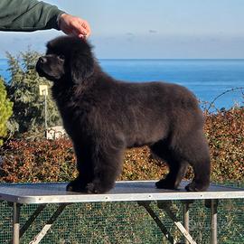 Cucciola di Terranova disponibile