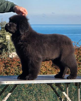 Cucciolo di Terranova disponibile