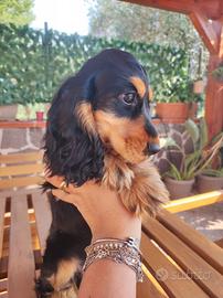 cocker spaniel inglese femmina