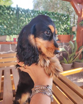 cocker spaniel inglese femmina