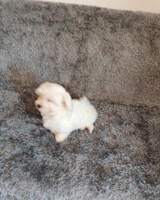 Cuccioli maltese Toy