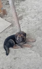 Ultimi cuccioli pastore tedesco