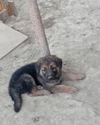 Ultimi cuccioli pastore tedesco