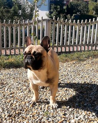 Bouledogue Francese per monta