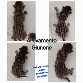 Cuccioli Gatti Razza Bengala Maschio Femmina Brown