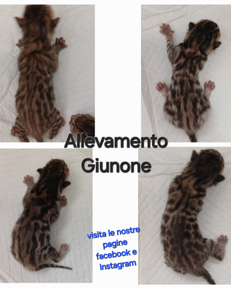 Cuccioli Gatti Razza Bengala Maschio Femmina Brown