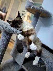 Gattina siamese