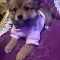 Maltipom maltese Pomerania