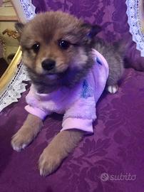 Maltipom maltese Pomerania