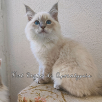 Gattina Siberiana Purissima Ipoallergenica