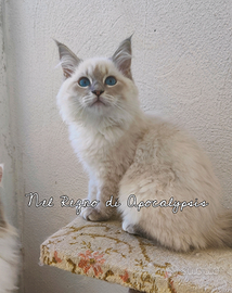 Gattina Siberiana Purissima Ipoallergenica