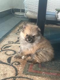 Spitz di Pomerania mini toy