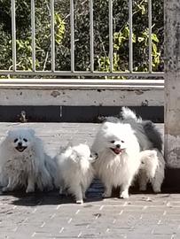 Pomerania