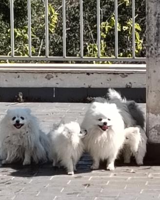 Pomerania