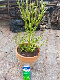 Euphorbia Tirucalli