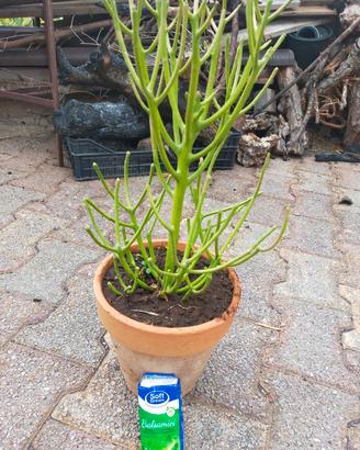 Euphorbia Tirucalli