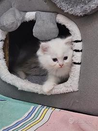 Gattini Persiano/Ragdoll