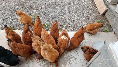 Galline ovaiole di 4 mese