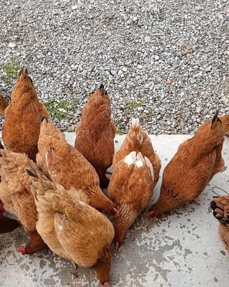 Galline ovaiole di 4 mese