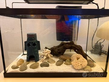 Acquario