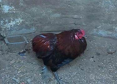 Gallo araucana