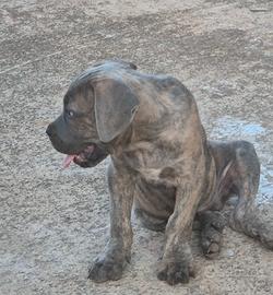 Cane corso
