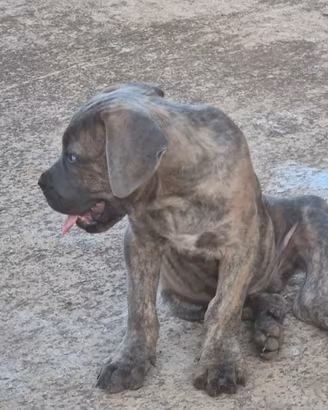 Cane corso