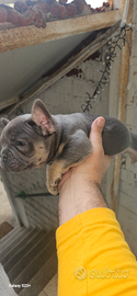 Bulldog francese esotici