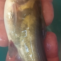 Pesci gatto melas e siluri